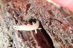 Anisolabis littorea