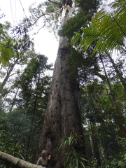 Eucalyptus pilularis
