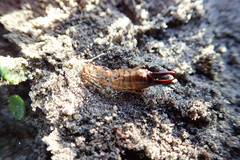 Anisolabis littorea