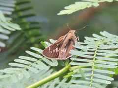 Pelopidas mathias mathias