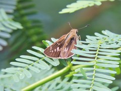 Pelopidas mathias mathias