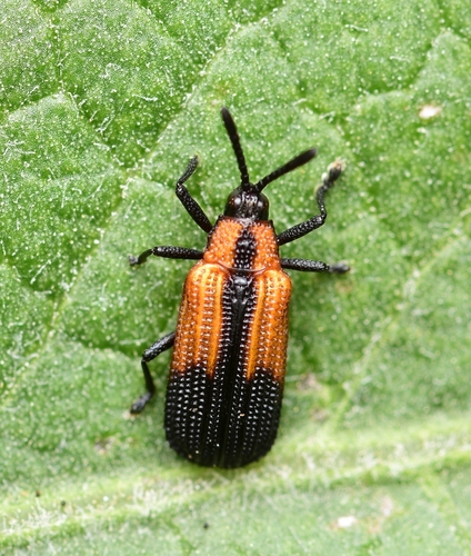 Pentispa melanura (Chapuis, 1877)