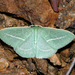 Chlorocoma stereota - Photo (c) Cathy Powers, some rights reserved (CC BY-NC), uploaded by Cathy Powers