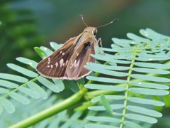 Pelopidas mathias mathias