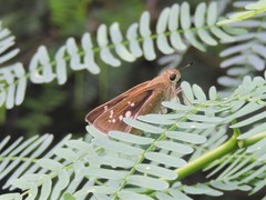 Pelopidas mathias mathias