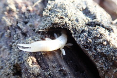 Anisolabis littorea