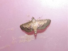Cnaphalocrocis trebiusalis