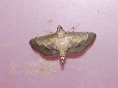 Cnaphalocrocis trebiusalis