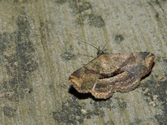 Ophiusini