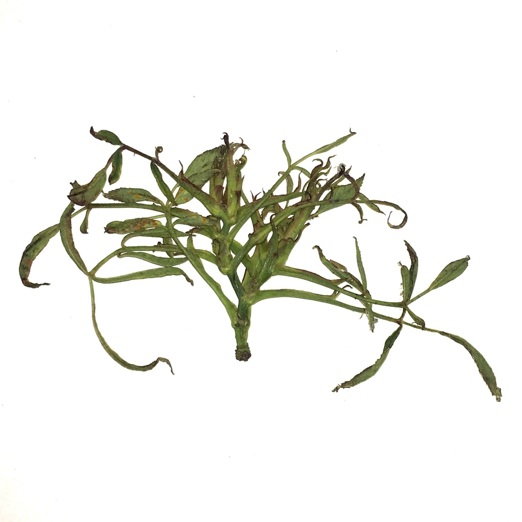 Phyllocoptes fructiphilus
