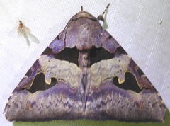 Avatha bubo