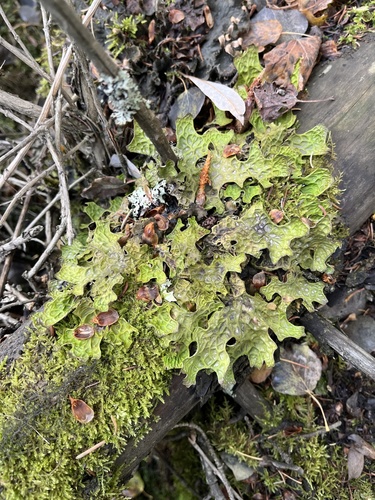 Tree Lungwort