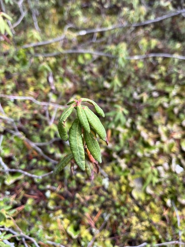 Bog Labrador Tea
