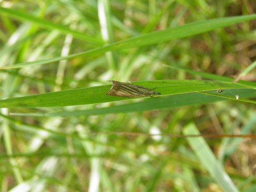 Juostuotasis Žolinis Ugniukas