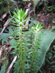 Phlegmariurus brongniartii