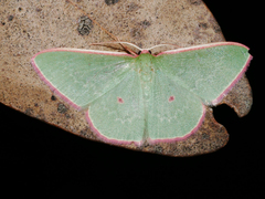 Chlorocoma cadmaria