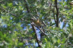 Sylvietta rufescens pallida