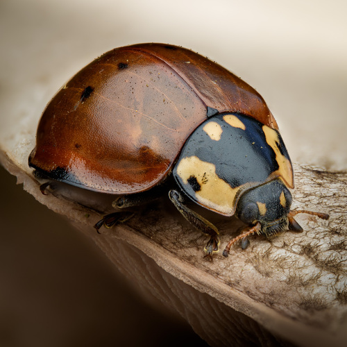 Flying Saucer Lady Beetle photo 6