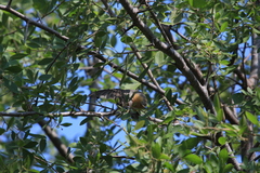 Sylvietta rufescens pallida