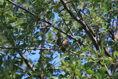 Sylvietta rufescens pallida