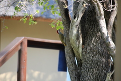 Campethera bennettii bennettii