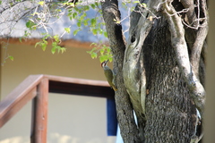 Campethera bennettii bennettii