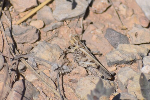 Hippopedon capito