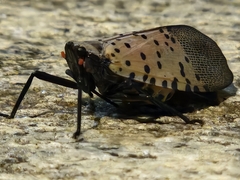 Lycorma delicatula