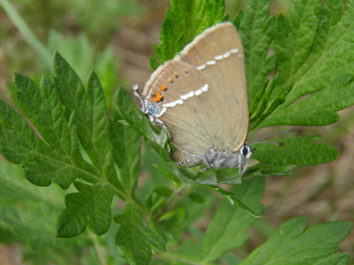 Žydrataškis Uodeguotis