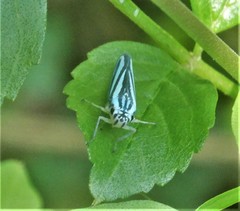Poecilocarda cosmopolita
