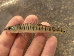 Bigscale Logperch photo 2