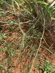 Asparagus divaricatus