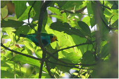 Chlorochrysa nitidissima