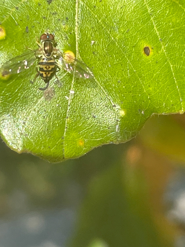 Unknown species found near Portsmouth, NH, US