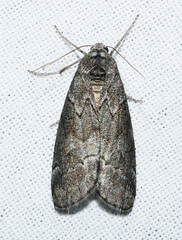 Corula geometroides