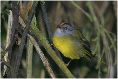 Myiothlypis coronata