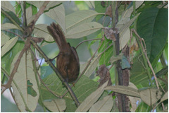 Cinnycerthia olivascens