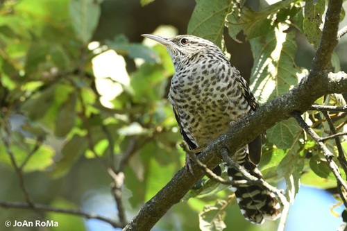 Gray-barred Wren
