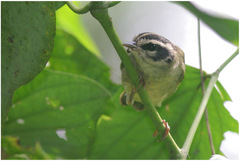 Basileuterus tristriatus