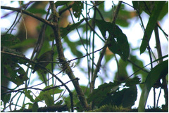 Heterocercus flavivertex