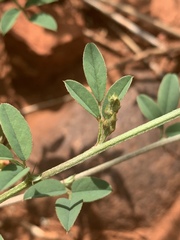 Indigofera subulata