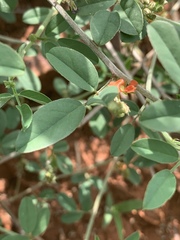 Indigofera subulata