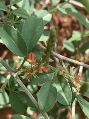 Indigofera subulata