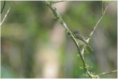 Phyllomyias