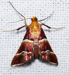 Persicoptera pulchrinalis