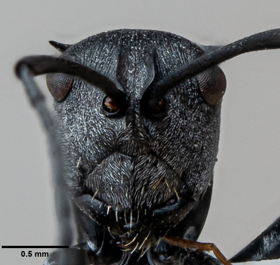 Polyrhachis orsylla javanensis