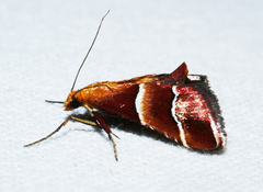 Persicoptera pulchrinalis