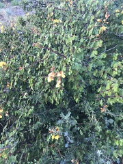 Erythrostemon placidus