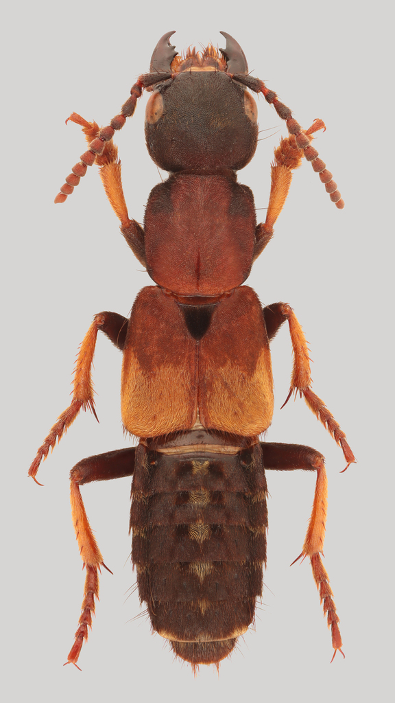 Dinothenarus fossor