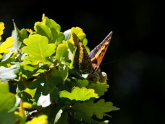 Charaxes pelias